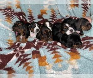 Basset Hound Puppy for sale in TENNYSON, IN, USA