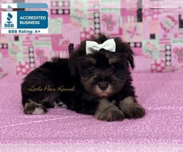 Medium Photo #3 Schnauzer (Miniature) Puppy For Sale in WINNSBORO, LA, USA