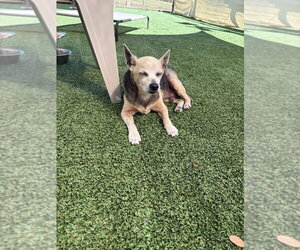 Peanut Butter - Male Chihuahua-Unknown Mix Dog for Adoption - Photo #3