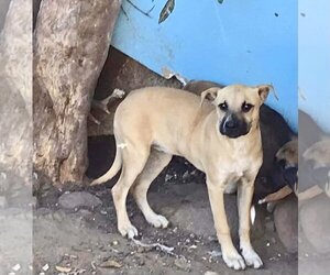 Bianca - Female Black Mouth Cur-Boxer Mix Dog for Adoption - Photo #6