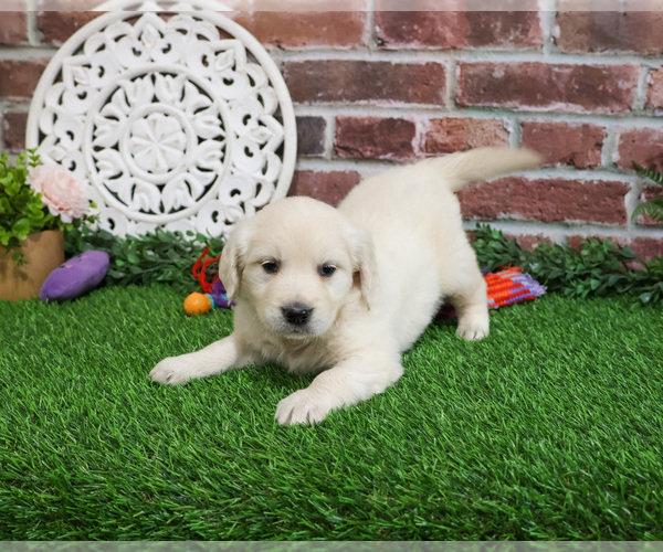 Medium Photo #7 English Cream Golden Retriever Puppy For Sale in SYRACUSE, IN, USA