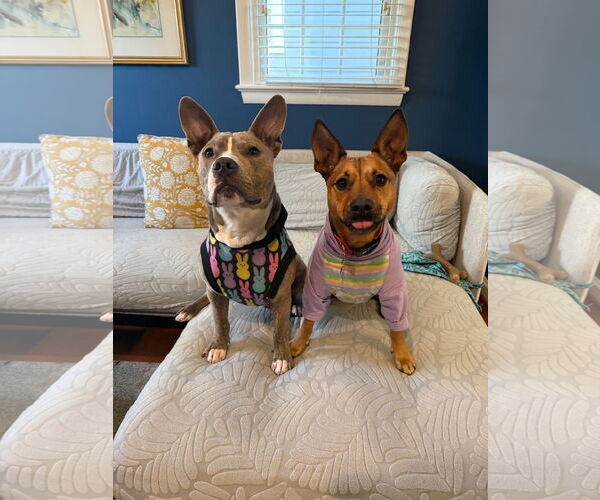 Medium Photo #9 Mutt Puppy For Sale in Alexandria, VA, USA