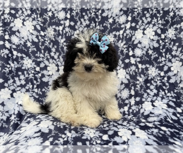 Medium Photo #7 Shih-Poo Puppy For Sale in LAKELAND, FL, USA