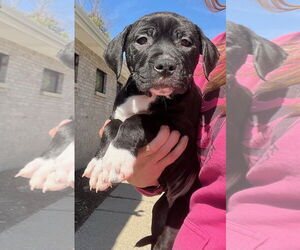 American Pit Bull Terrier-Labrador Retriever Mix Dogs for adoption in Clarkston, MI, USA