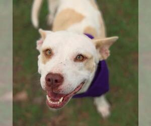 American Staffordshire Terrier-Unknown Mix Dogs for adoption in San Antonio, TX, USA