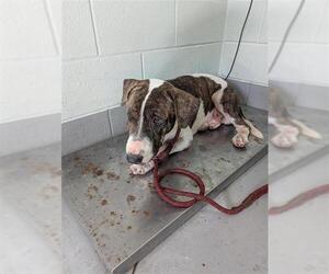Basset Hound-Bull Terrier Mix Dogs for adoption in Corpus Christi, TX, USA