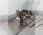 Small Basset Hound-Bull Terrier Mix