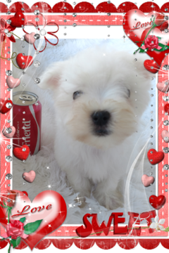 Medium Photo #5 Maltese Puppy For Sale in DOUGLAS, GA, USA