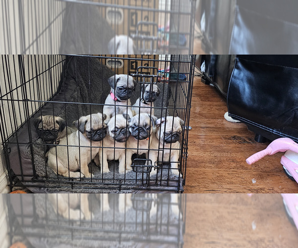 Medium Photo #5 Pug Puppy For Sale in DENTON, TX, USA