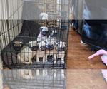 Small #4 Pug
