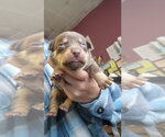 Small #2 Mutt