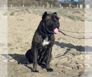 Mother of the Cane Corso puppies born on 02/10/2022