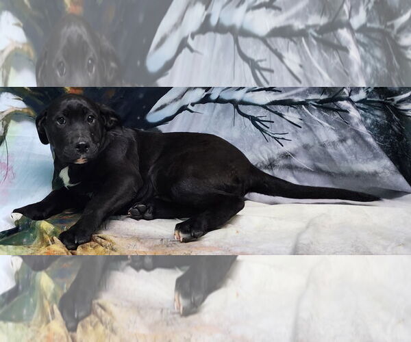 Medium Photo #3 Bulldog-Labrador Retriever Mix Puppy For Sale in Wetumpka, AL, USA