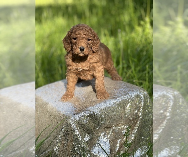 Medium Photo #4 Goldendoodle (Miniature) Puppy For Sale in SCHOHARIE, NY, USA