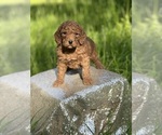 Small Photo #4 Goldendoodle (Miniature) Puppy For Sale in SCHOHARIE, NY, USA