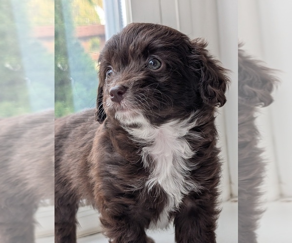 Medium Photo #2 Miniature Australian Shepherd-Poodle (Toy) Mix Puppy For Sale in CICERO, NY, USA