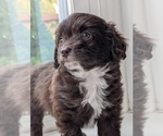Small #1 Miniature Australian Shepherd-Poodle (Toy) Mix