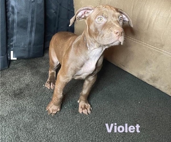 Medium Photo #1 American Pit Bull Terrier Puppy For Sale in ROCHESTER, NY, USA
