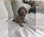 Small #2 Weimaraner