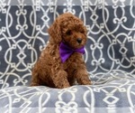 Small Photo #12 Poodle (Toy) Puppy For Sale in LAKELAND, FL, USA