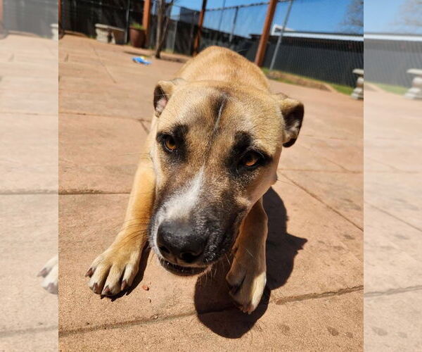 Medium Photo #3 Mountain Cur Puppy For Sale in columbia, SC, USA