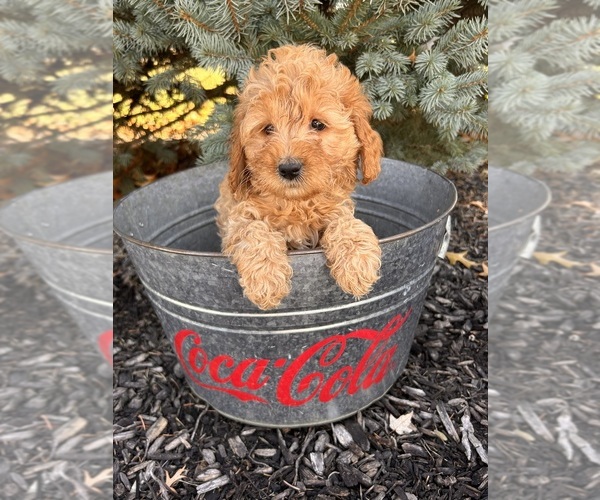 Medium Photo #4 Goldendoodle (Miniature) Puppy For Sale in MIDDLEBURY, IN, USA