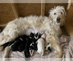 Mother of the Goldendoodle puppies born on 05/07/2022