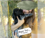 Small Photo #15 Pointer Puppy For Sale in SACRAMENTO, CA, USA