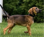 Small #4 Mutt