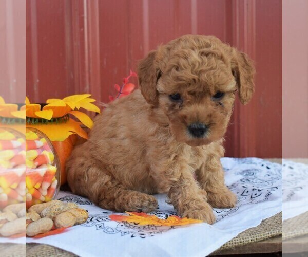 Medium Photo #1 Poodle (Miniature) Puppy For Sale in WOODWARD, PA, USA