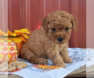 Poodle (Miniature) Puppy for sale in WOODWARD, PA, USA