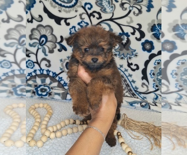 Medium Photo #10 Pomeranian-Poodle (Toy) Mix Puppy For Sale in LEWISBURG, KY, USA
