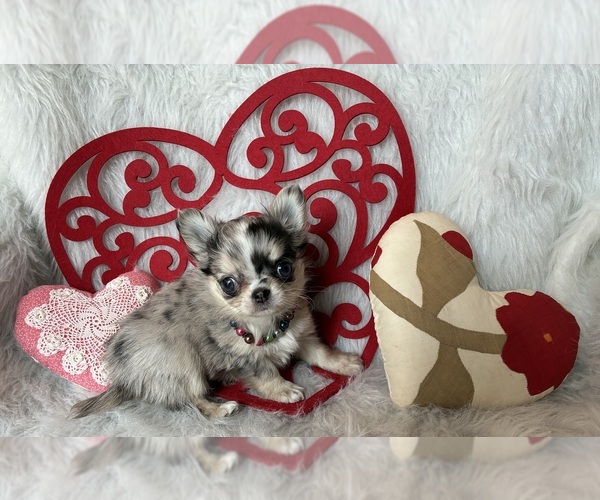 Medium Photo #3 Chihuahua Puppy For Sale in NEWVILLE, PA, USA