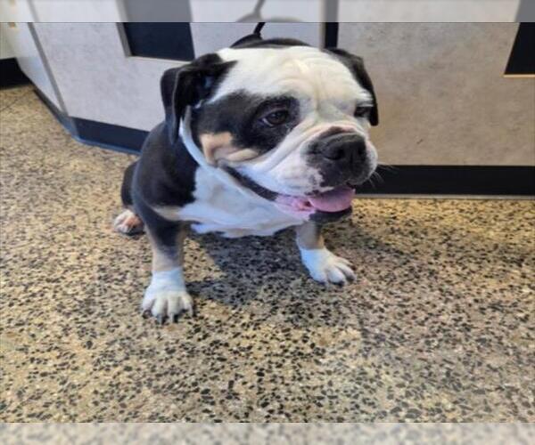 Medium Photo #1 Bulldog Puppy For Sale in Tracy, CA, USA