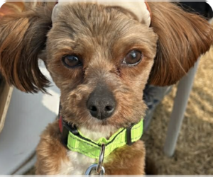 Poodle (Miniature) Dogs for adoption in San Ramon, CA, USA