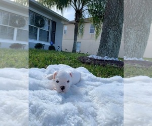 English Bulldog Puppy for sale in OCOEE, FL, USA