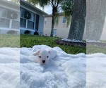 Small Photo #1 English Bulldog Puppy For Sale in OCOEE, FL, USA