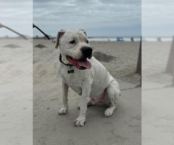 Medium Photo #2 Dogo Argentino Puppy For Sale in Fallbrook, CA, USA