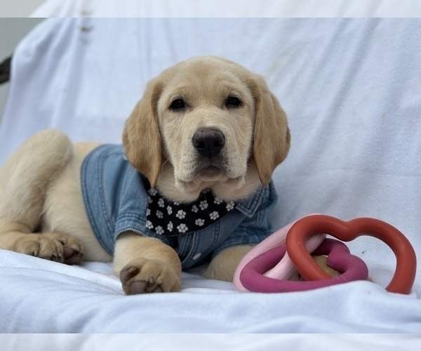 Medium Photo #11 Labrador Retriever Puppy For Sale in SEATTLE, WA, USA