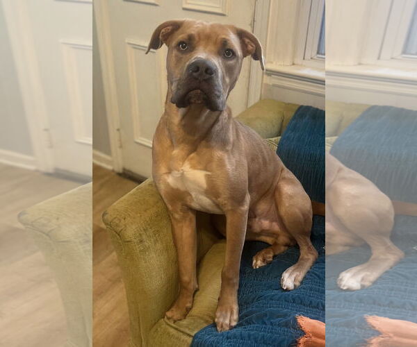 Medium Photo #2 Mutt Puppy For Sale in Oakhurst, NJ, USA