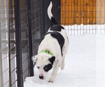 Small #10 American Staffordshire Terrier-Border Collie Mix