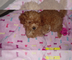 Poodle (Toy) Puppy for sale in DULUTH, GA, USA