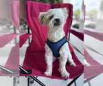 Small #2 Shih Tzu
