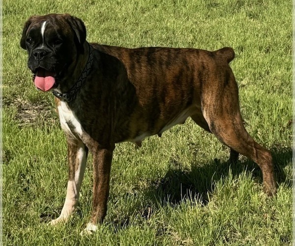 Medium Photo #1 Boxer Puppy For Sale in PAWNEE CITY, NE, USA