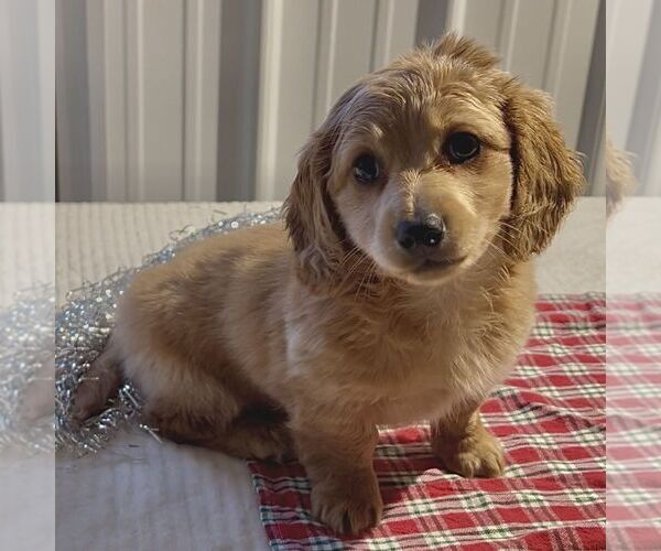 Medium Photo #1 Dachshund Puppy For Sale in FREDONIA, PA, USA