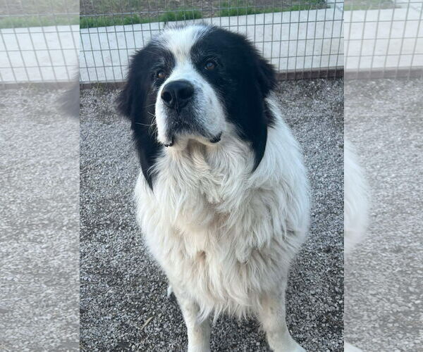 Medium Photo #6 Great Pyrenees Puppy For Sale in Spring, TX, USA