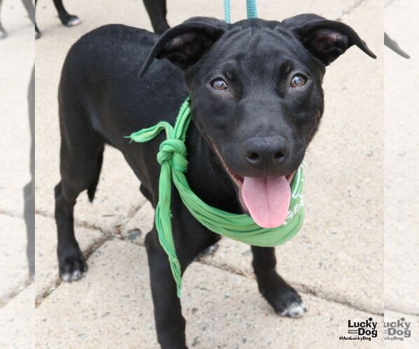 Medium Photo #1 Labrador Retriever-Retriever  Mix Puppy For Sale in Washington, DC, USA