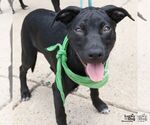 Small Labrador Retriever-Retriever  Mix