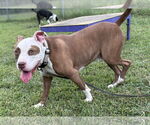 Small #2 American Pit Bull Terrier Mix