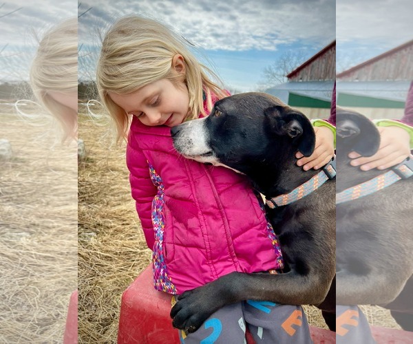 Medium Photo #2 Mutt Puppy For Sale in Sheboygan, WI, USA